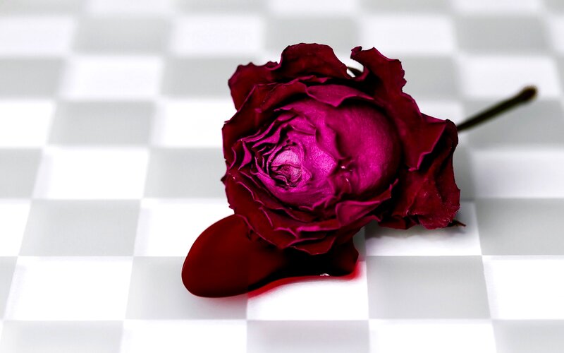 Dried Red Rose — Somber
