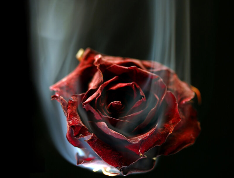 Dried Red Rose