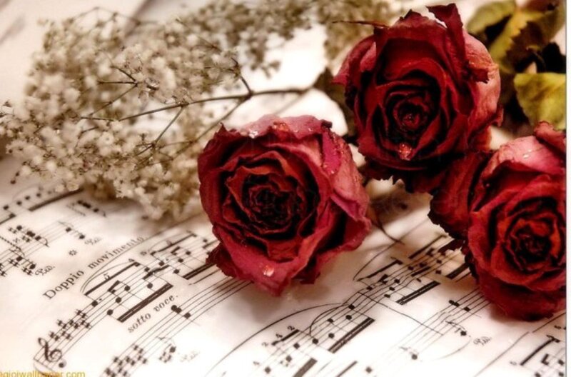 Dried Red Roses — Melancholic