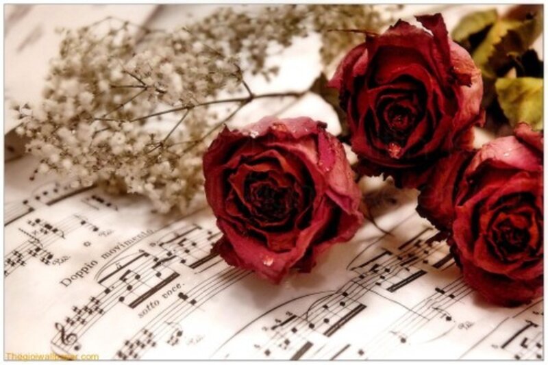 Dried Red Roses — Romantic, Photograph
