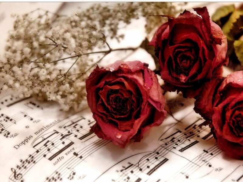 Dried Red Roses — Romantic
