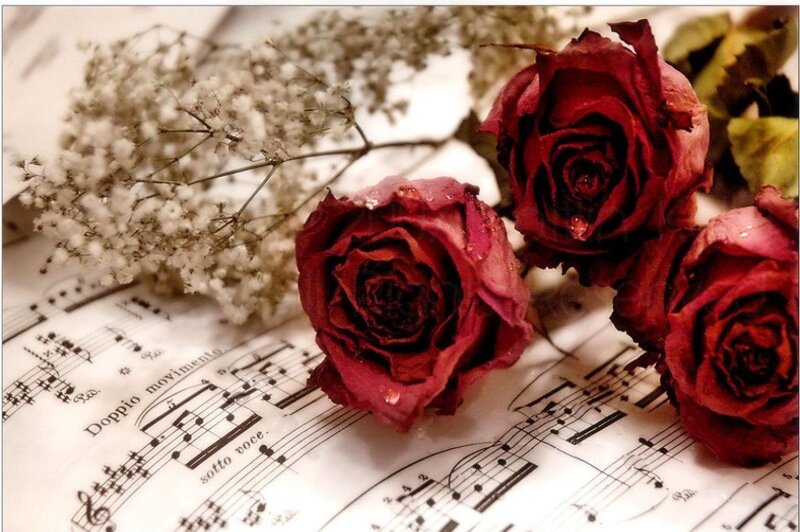 Dried Red Roses