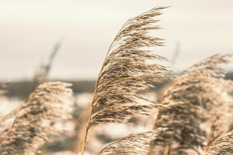 Dried Reed Grass