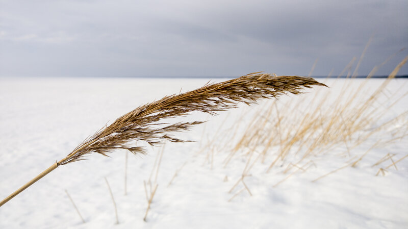 Dried Reed in Snow