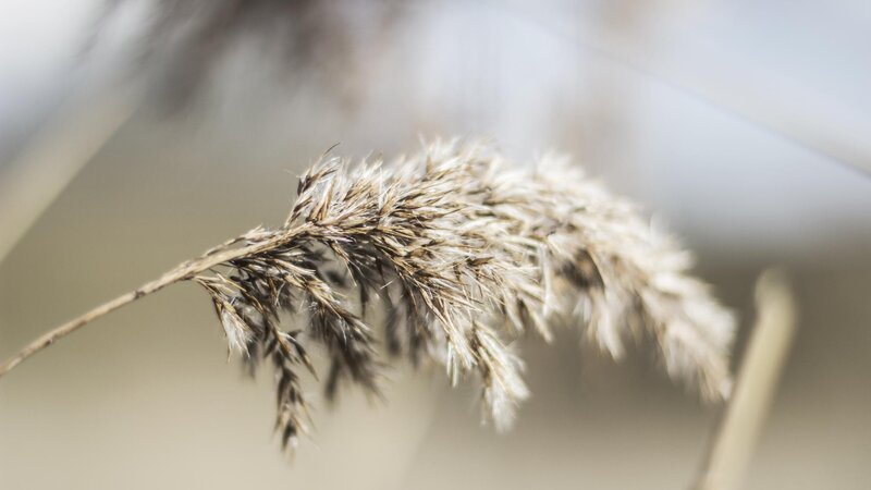 Dried Reed Plant — Beige