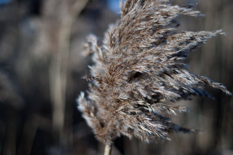 Dried Reed Plant — Brown