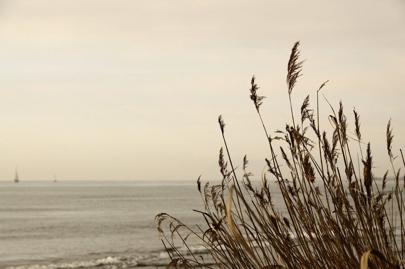 Dried Reeds by the Sea