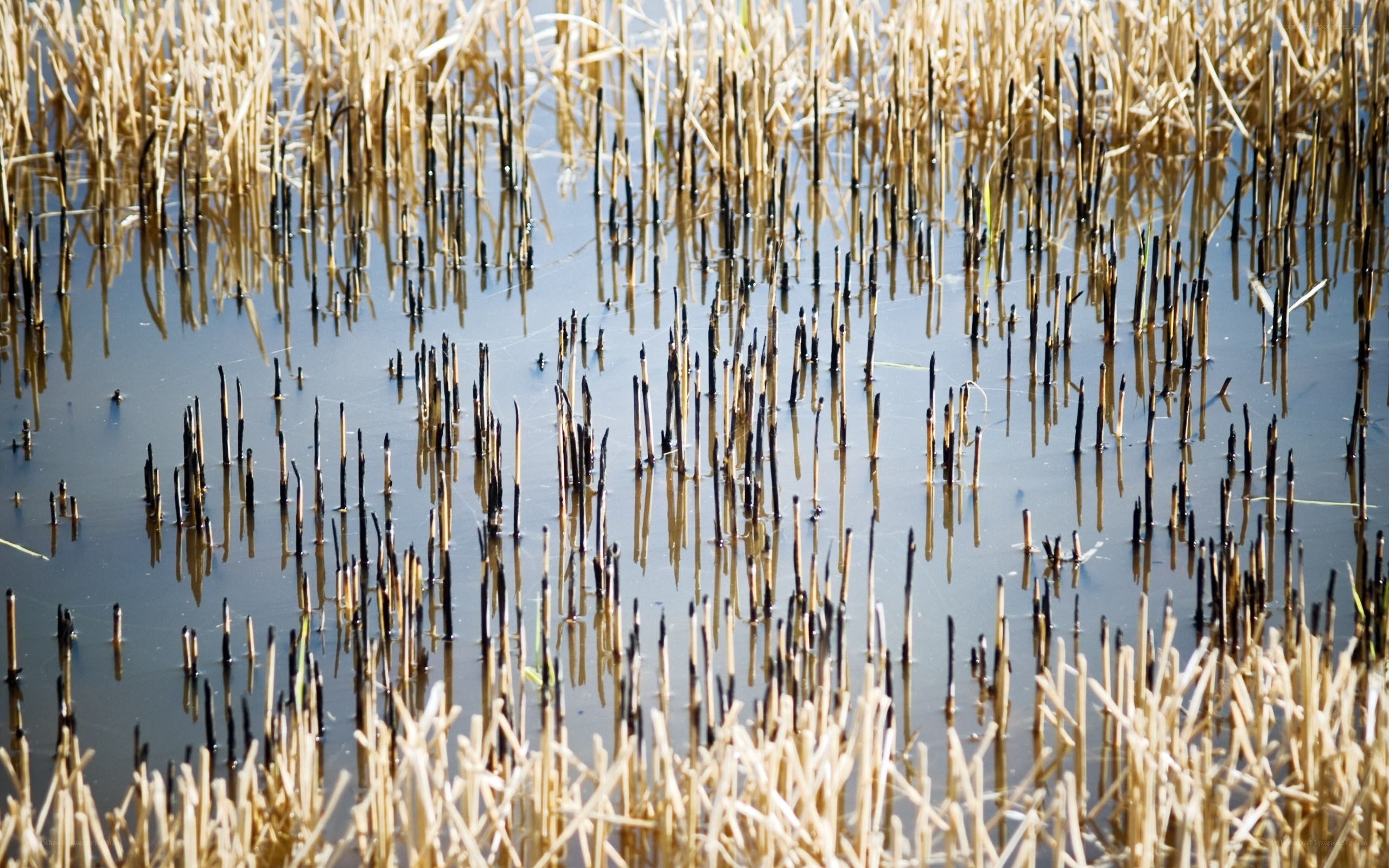 Dried reeds in shallow water