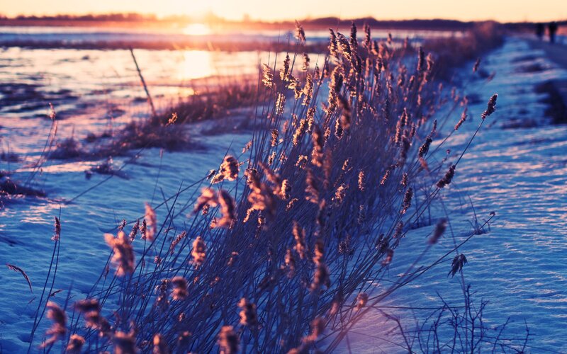 Dried Reeds in Snow — Blue
