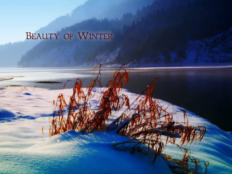 Dried Reeds in Snow