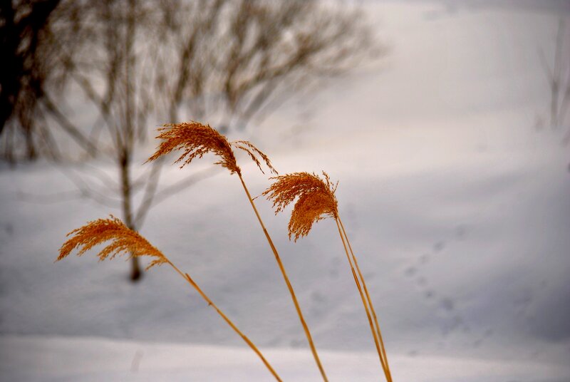 Dried Reeds in Snow — White