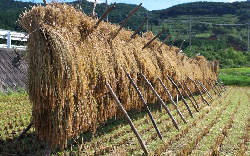 Dried Rice Stalks Drying