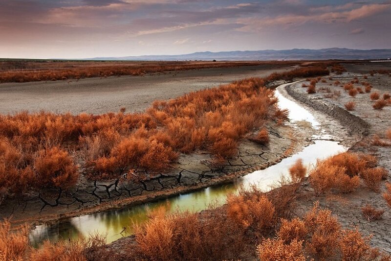 Dried Riverbed with Shrubs