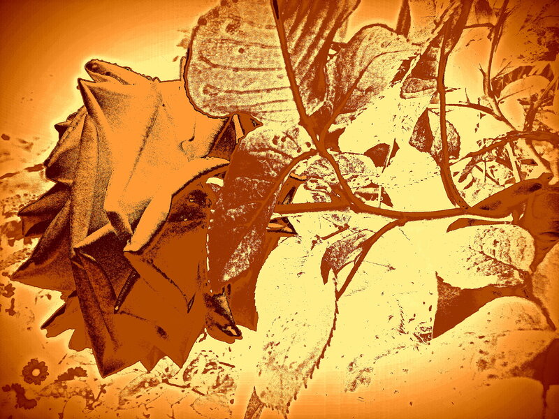 Dried Rose and Leaves