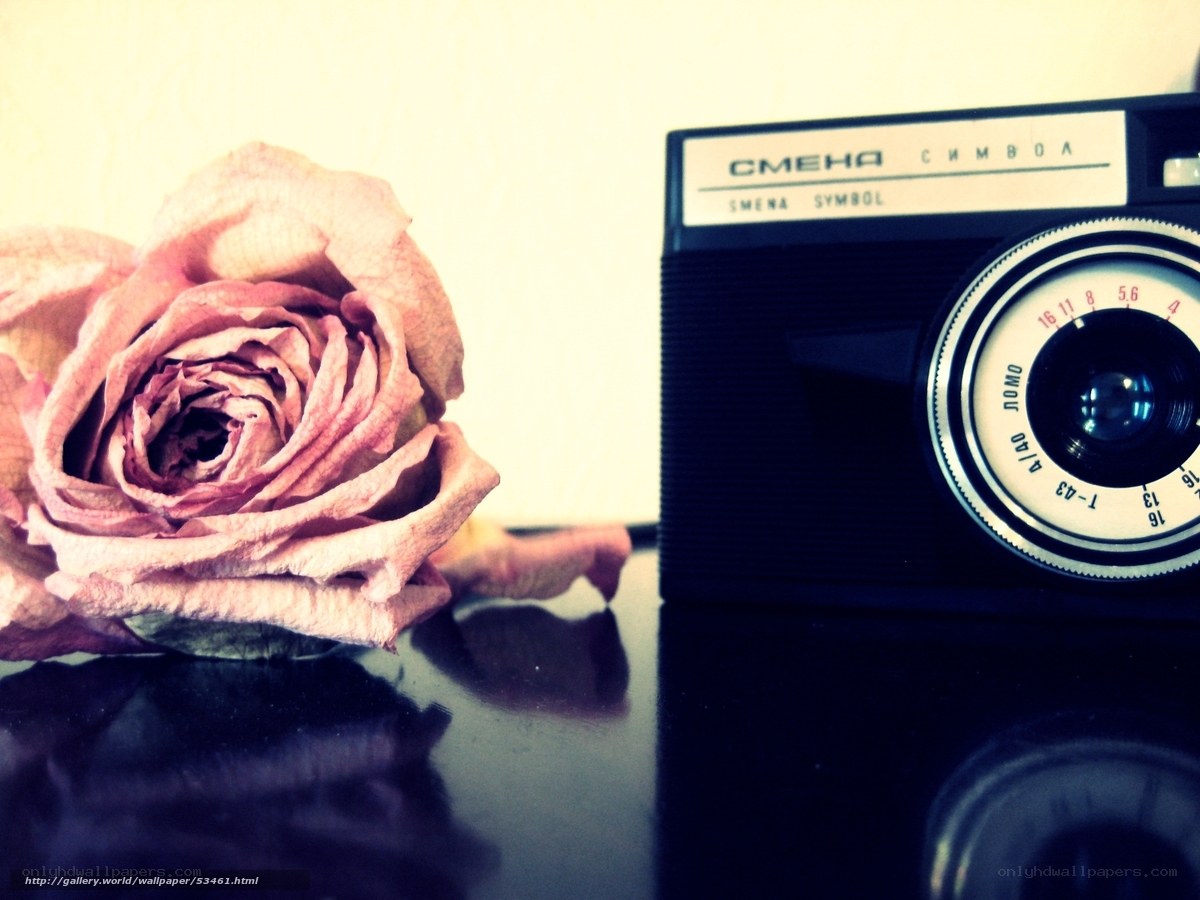 Dried rose and vintage camera
