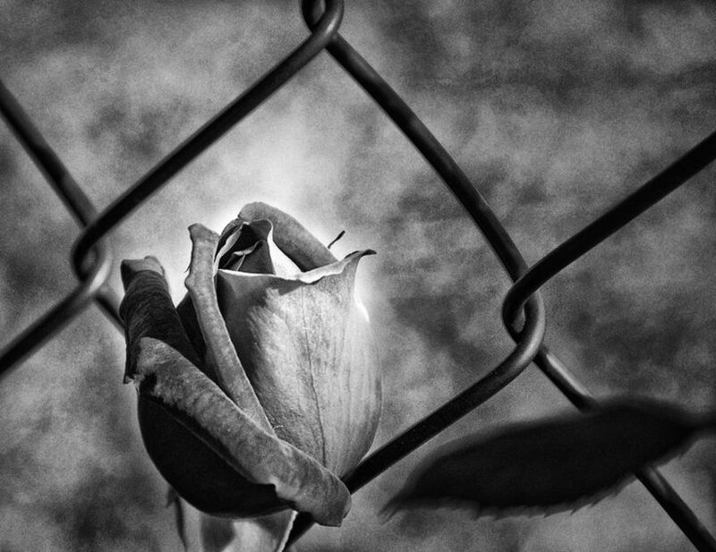 Dried Rose Behind Fence