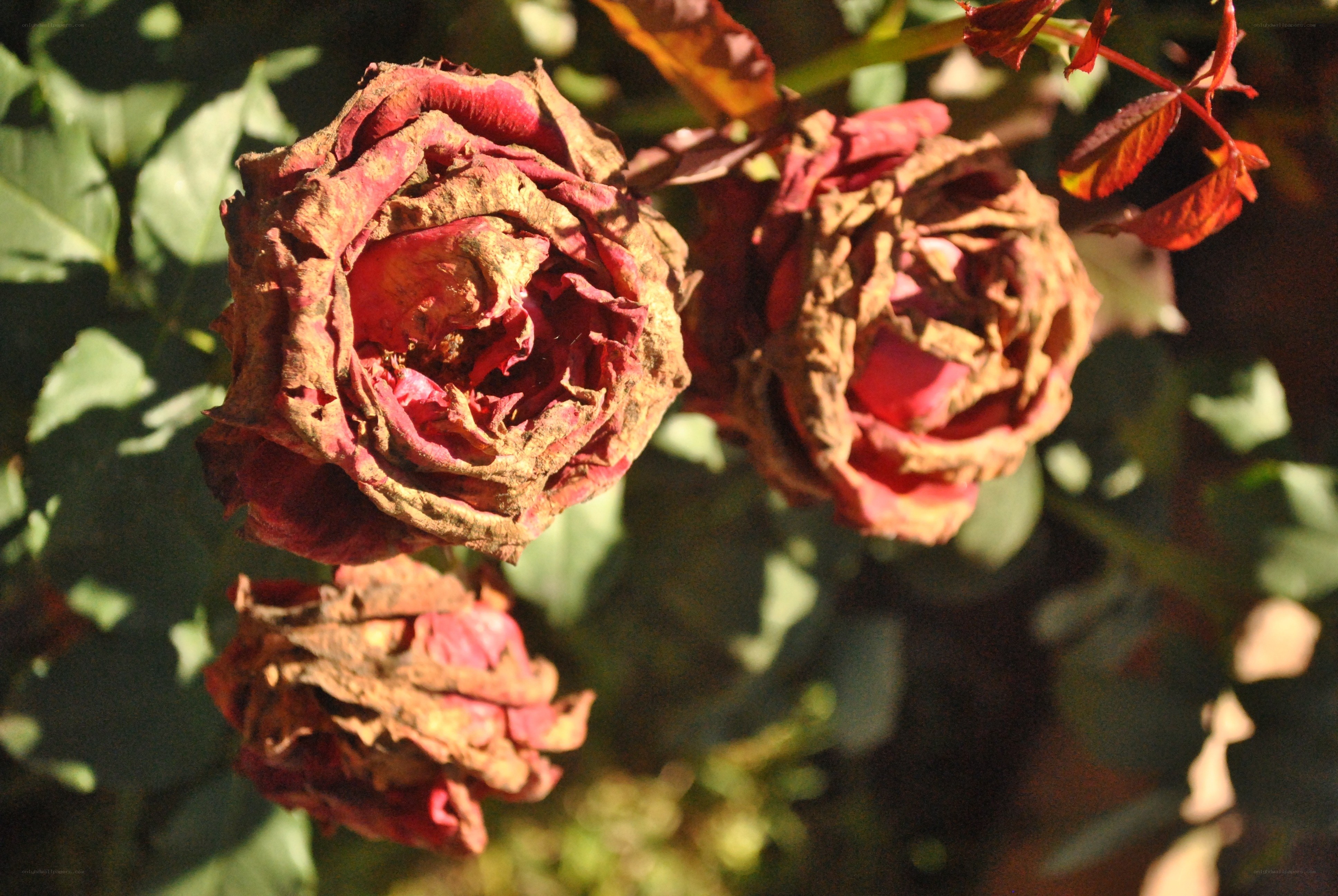 Dried rose buds in sunlight