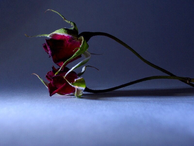 Dried Rose Buds