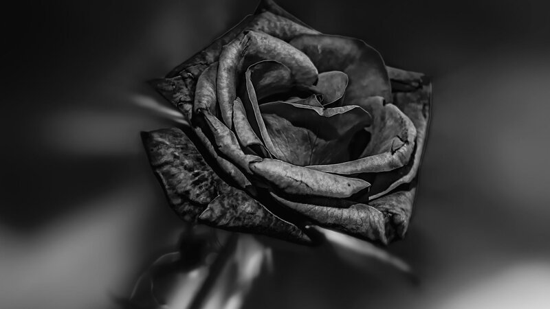 Dried Rose Flower — Black