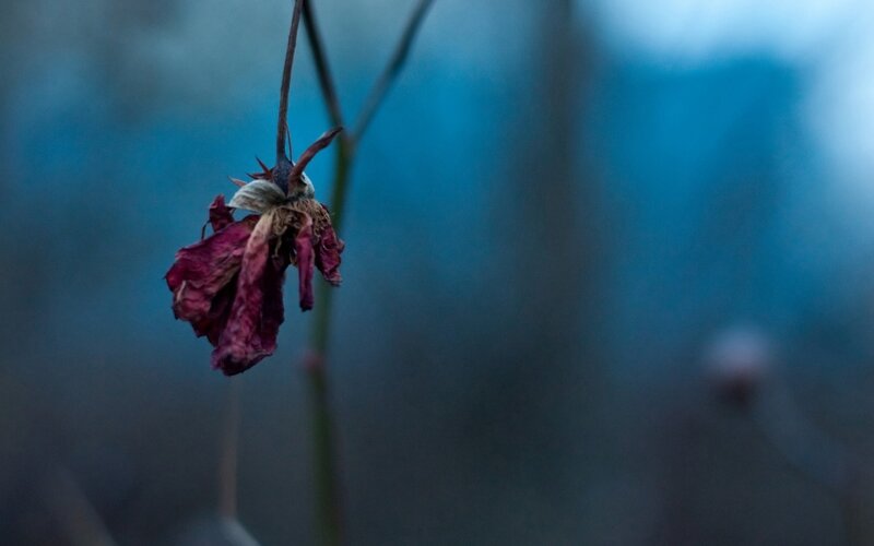 Dried Rose Flower — Blue