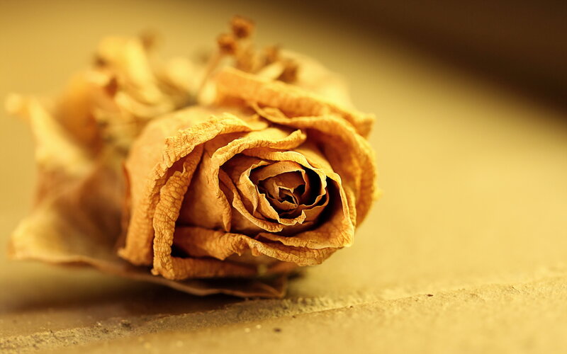 Dried Rose Flower — Brown, Calm