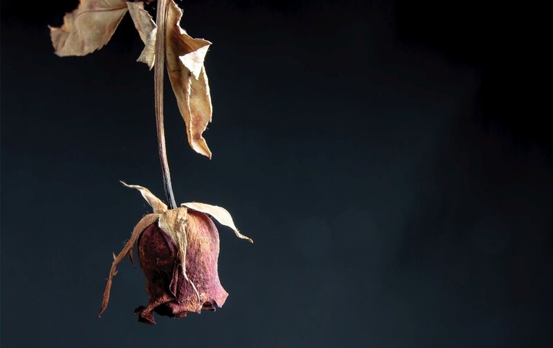 Dried Rose Flower — Brown, Somber, Photograph