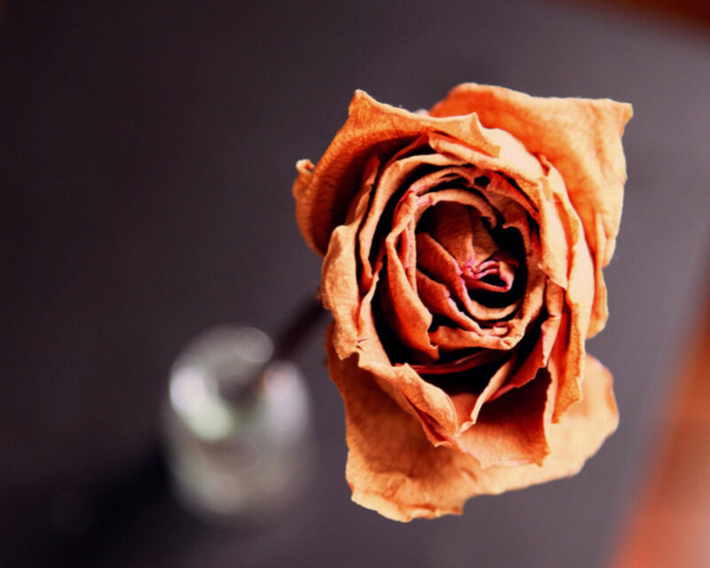 Dried Rose Flower — Brown, Somber