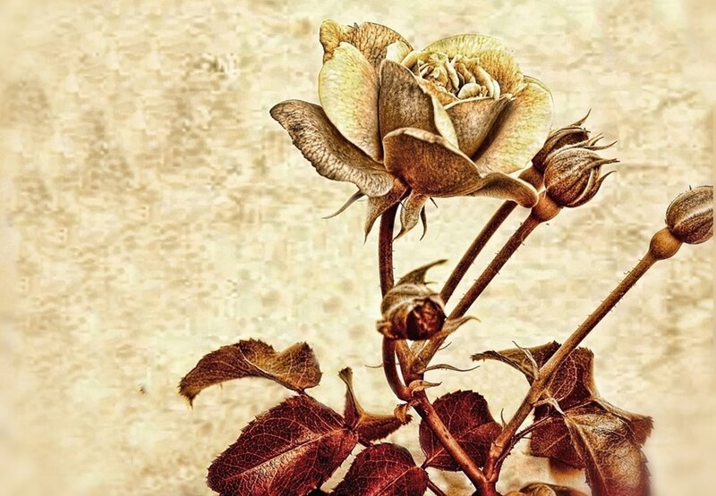 Dried Rose Flower — Brown