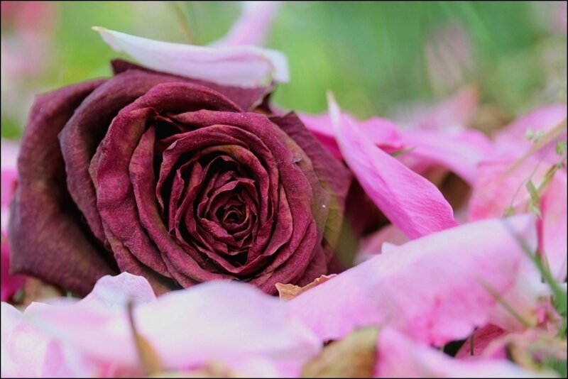 Dried Rose Flower — Purple, Calm