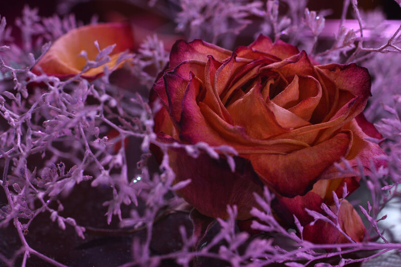 Dried Rose Flower — Purple