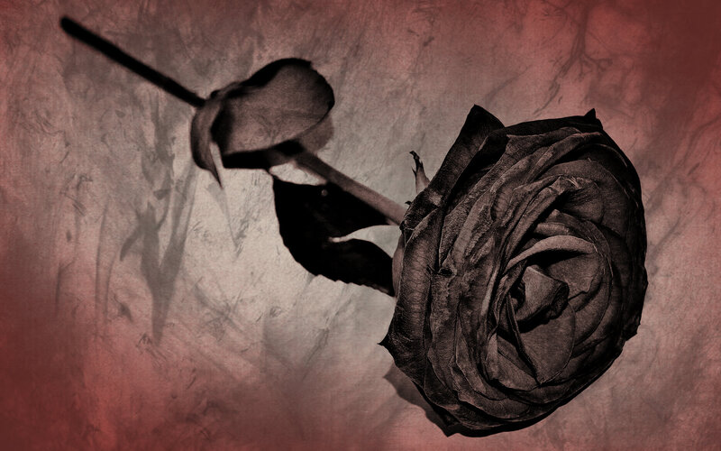 Dried Rose Flower — Red