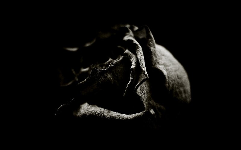 Dried Rose Flower