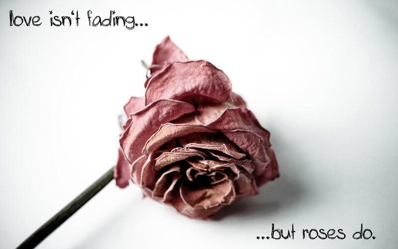 Dried Rose Flower — White