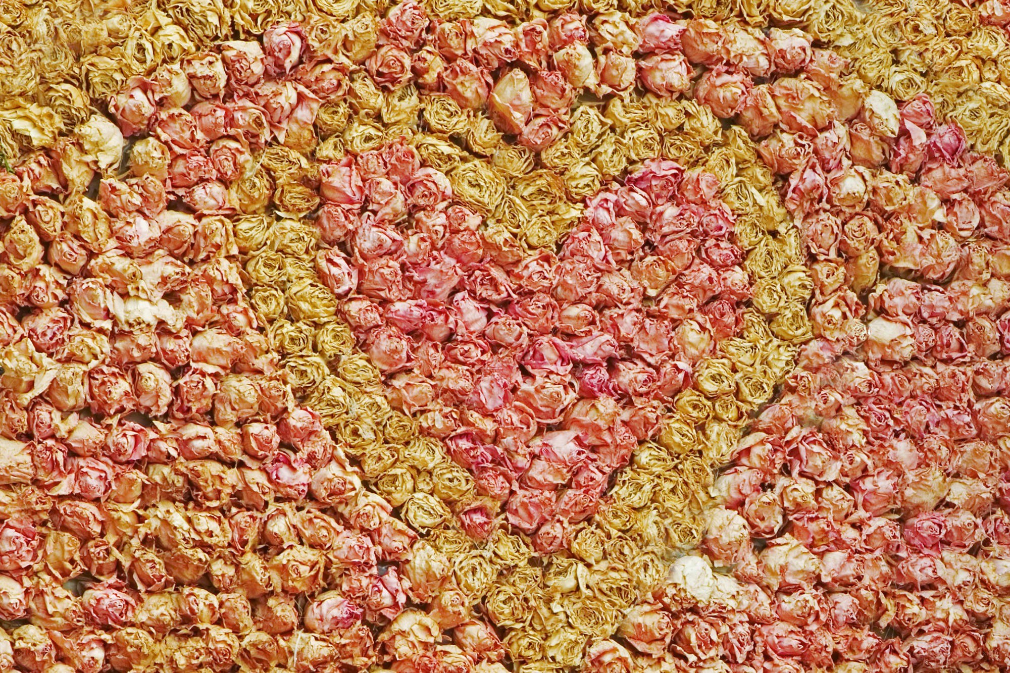 Dried rose heart pattern