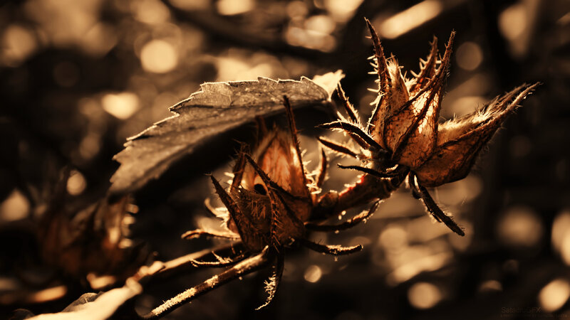 Dried Rose Hips