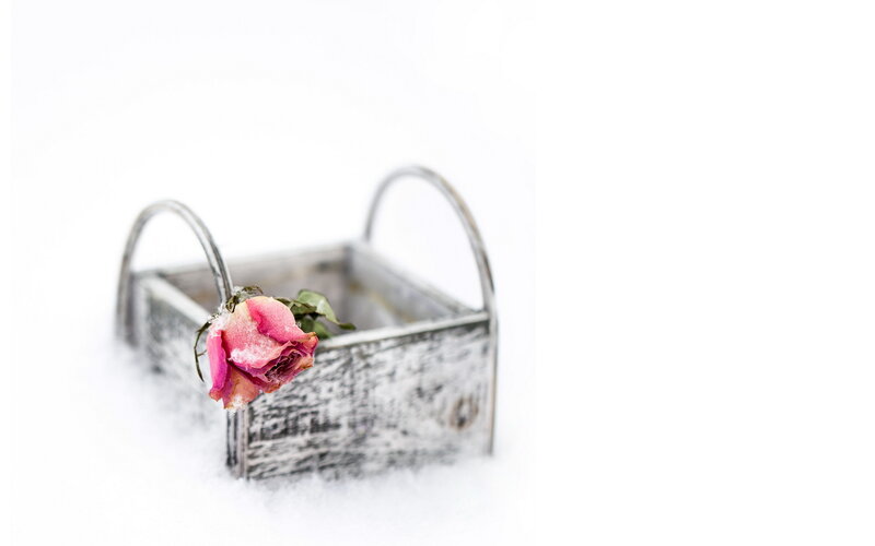 Dried Rose in Basket