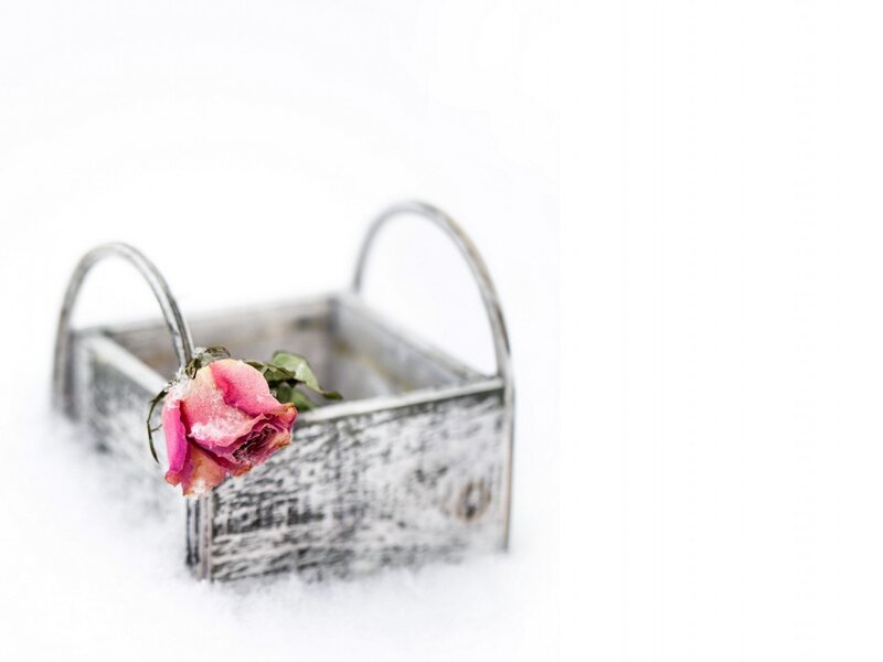 Dried Rose in Basket — White