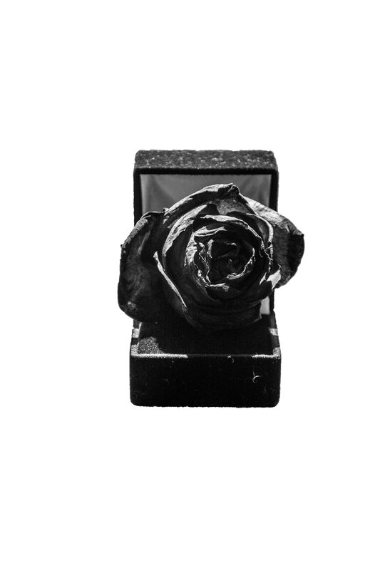Dried Rose in Box — Black