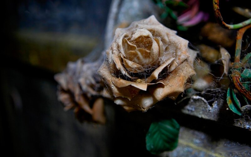 Dried rose in cobwebs
