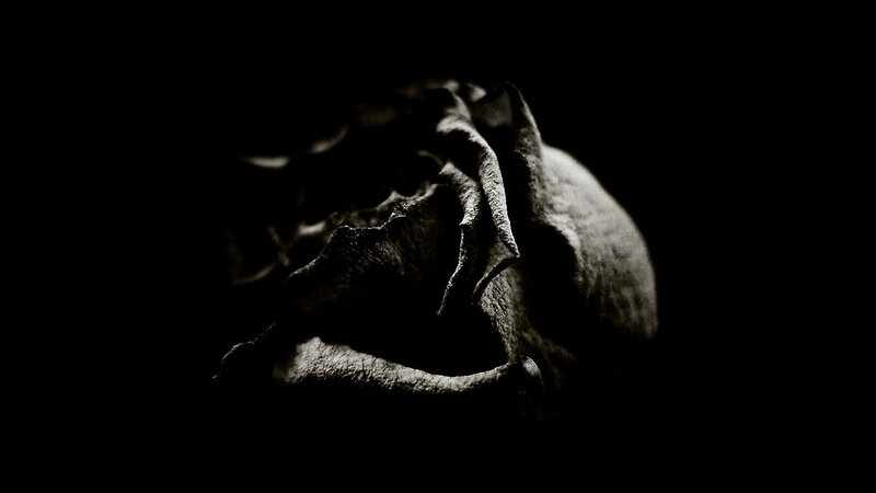 Dried Rose in Darkness