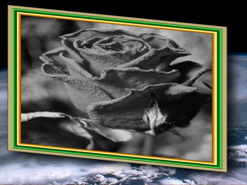 Dried Rose in Frame