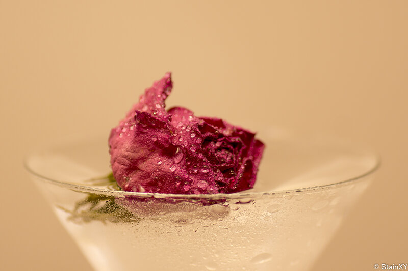 Dried Rose in Glass