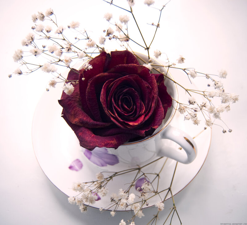 Dried Rose in Teacup