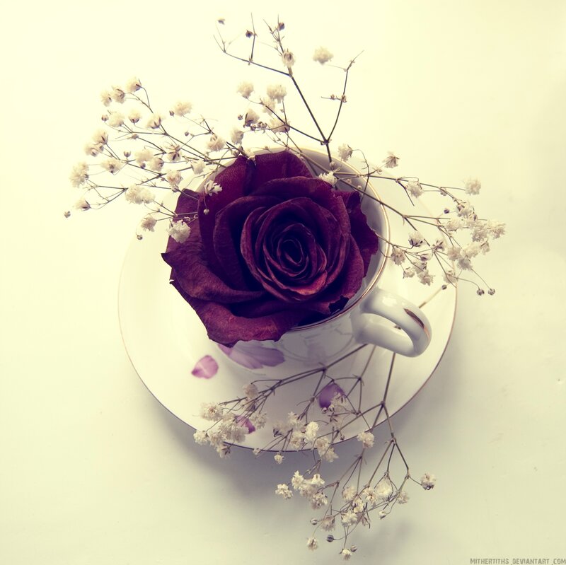 Dried Rose in Teacup — White