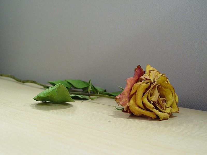 Dried rose on a table
