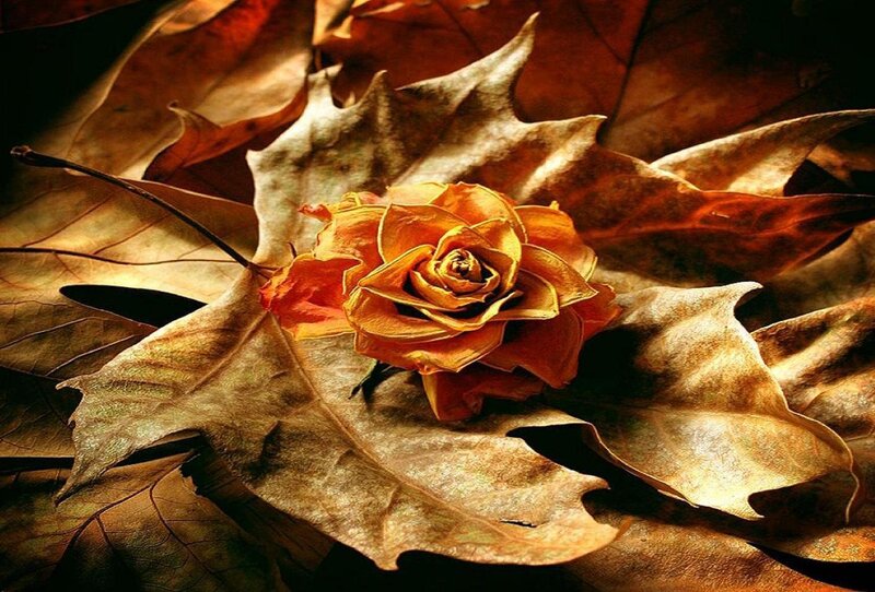dried rose on autumn leaves
