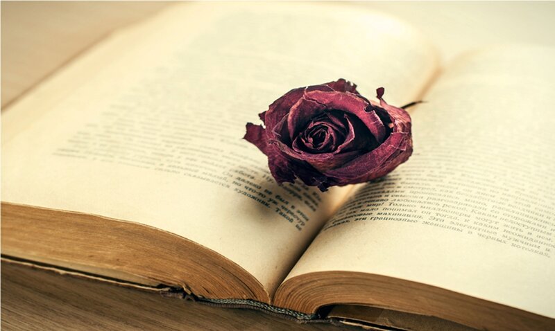 Dried Rose on Book — Brown, Calm