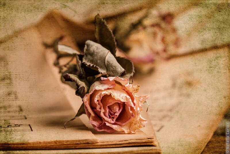 Dried Rose on Book — Brown, Melancholic, Photograph