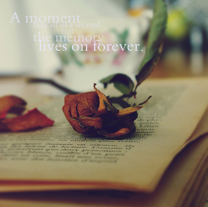 Dried Rose on Book — Brown, Melancholic