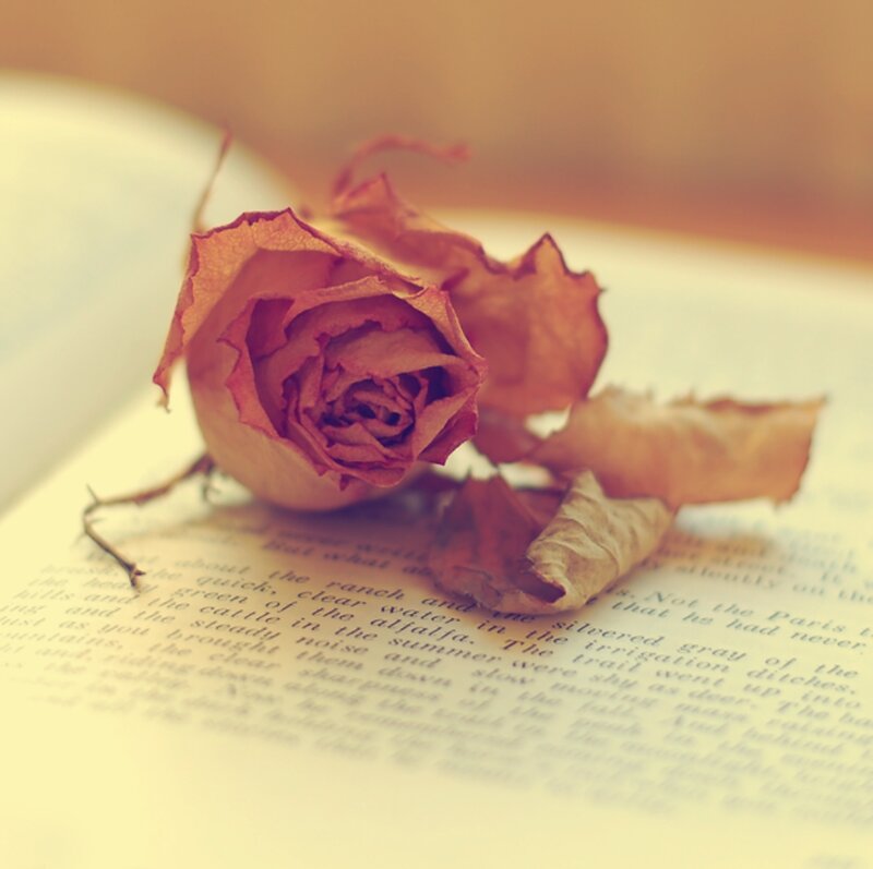 Dried Rose on Book — Brown, Nostalgic